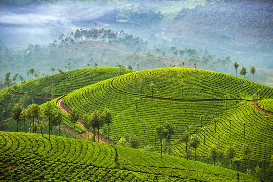 Misty Tea Garden Trails